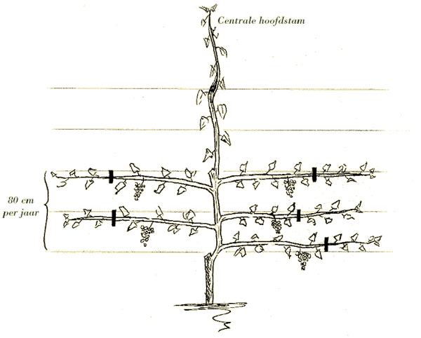 druiven uitleiden