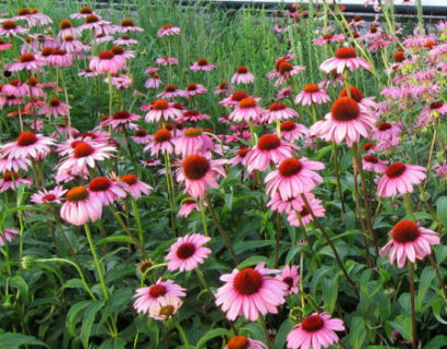 Echinacea purpurea ‘Magnus’ - Zonnehoed