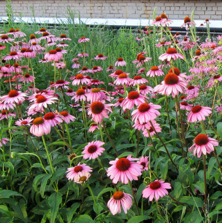 Echinacea purpurea ‘Magnus’ (grote pot) - zonnehoed