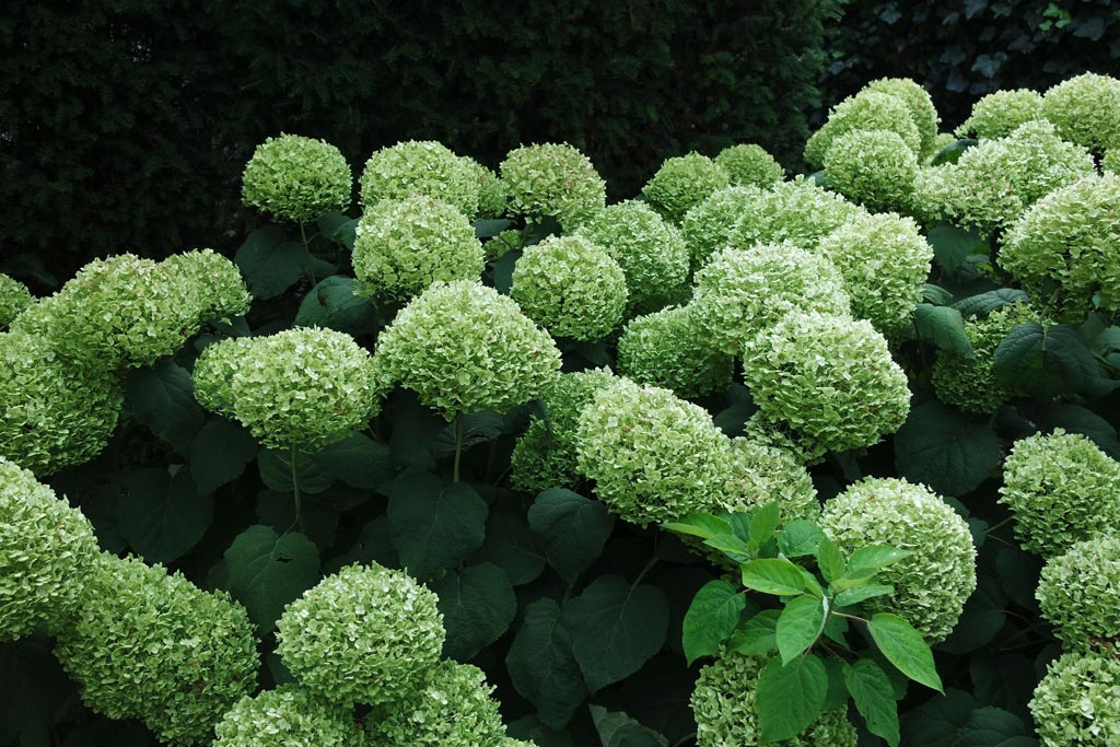 patroon Momentum hoe te gebruiken Vele soorten hortensia (Hydrangea) voor bloemen in de tuin. - Maréchal