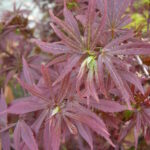 Rode Japanse esdoorns: Acer palmatum ‘Dissectum Garnet’, ‘Atropurpureum’, ‘Shaina’ en ‘Bloodgood’.