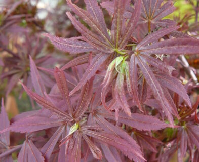 Rode Japanse esdoorns: Acer palmatum ‘Dissectum Garnet’, ‘Atropurpureum’, ‘Shaina’ en ‘Bloodgood’.