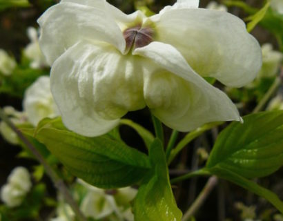 Cornus florida ‘Alba Plena’ - kornoelje