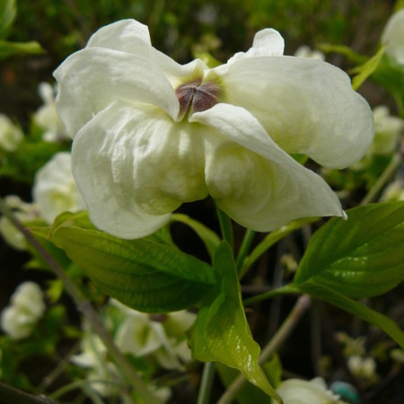 Cornus florida ‘Alba Plena’ - kornoelje