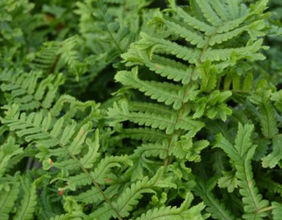 Dryopteris affinis ‘The King’ - geschubde mannetjesvaren