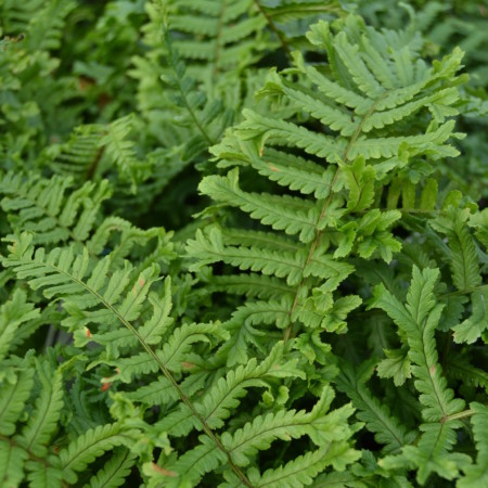 Dryopteris affinis ‘The King’ - geschubde mannetjesvaren