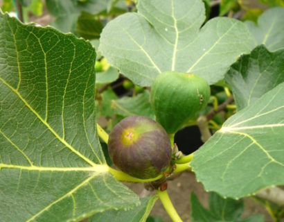 Ficus carica ‘Brown Turkey’ - vijg