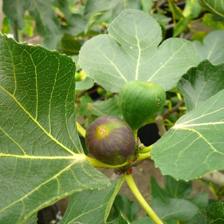 Ficus carica ‘Brown Turkey’ - vijg