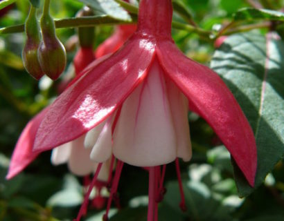 Fuchsia ‘Lady Thumb’  (grote pot) - Bellenplant