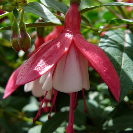 Fuchsia ‘Lady Thumb’  (grote pot) - Bellenplant