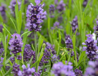 Lavandula angustifolia ‘Felice’