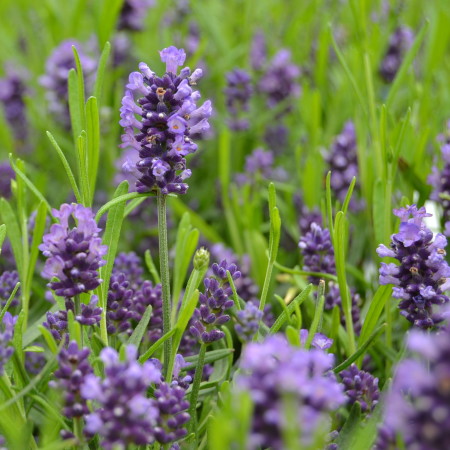 Lavandula angustifolia ‘Felice’ - Lavendel