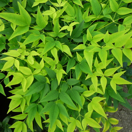 Nandina domestica ‘Lemon & Lime’ - schijnbamboe