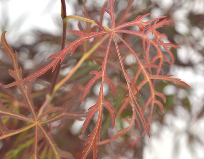 Acer palmatum ‘Crimson Queen’ - Japanse esdoorn