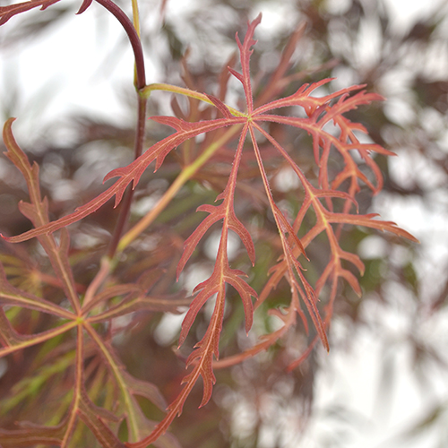 Acer palmatum ‘Crimson Queen’ - Japanse esdoorn