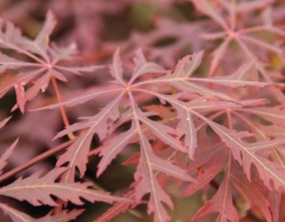 Acer palmatum ‘Firecracker’ - Japanse esdoorn