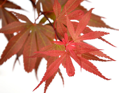 Acer palmatum ‘Skeeter’s Broom’