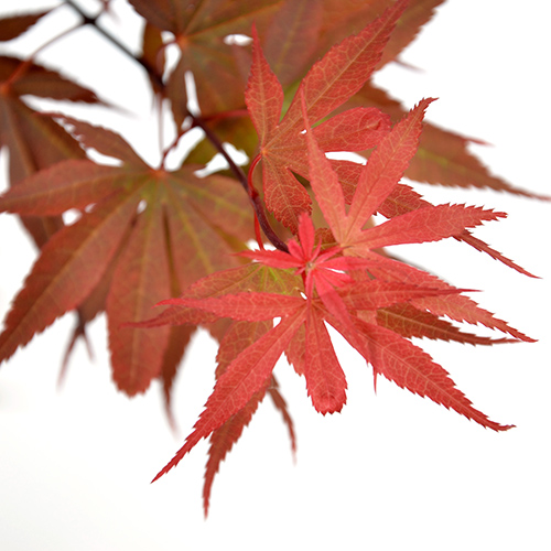 Acer palmatum ‘Skeeter’s Broom’ - Japanse esdoorn