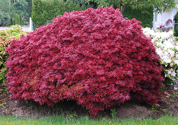 Acer palmatum 'Shaina' rode japanse esdoorn