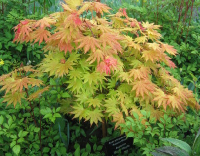 Acer shirasawanum ‘Autumn Moon’ - Japanse esdoorn