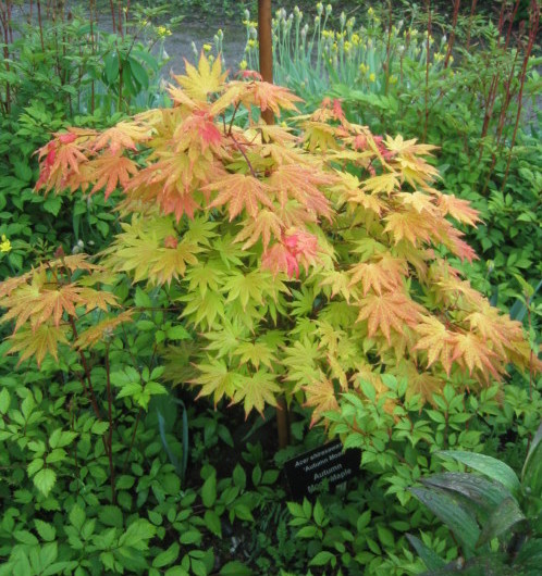 Acer shirasawanum ‘Autumn Moon’ - Japanse esdoorn