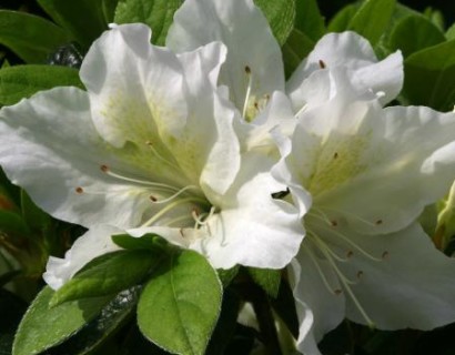 Azalea japonica ‘Mary Helen’