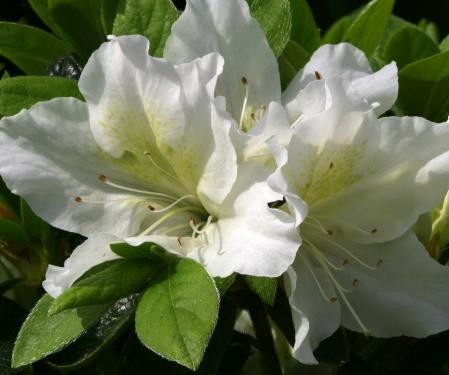 Azalea japonica ‘Mary Helen’ - azalea