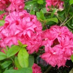 Heeft u informatie over Azalea en Rhododendron?