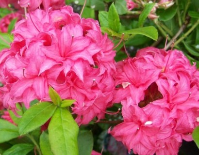 Azalea knaphill ‘Homebush’