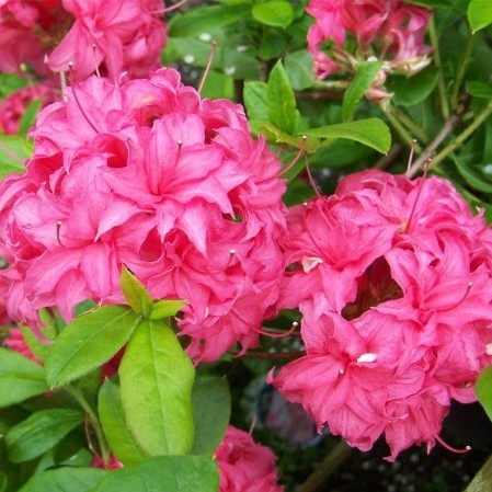 Azalea knaphill ‘Homebush’ - azalea