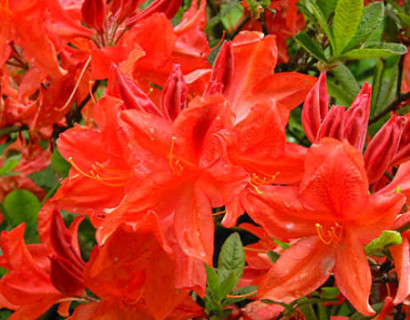 Azalea knaphill ‘Koster’s Brilliant Red’