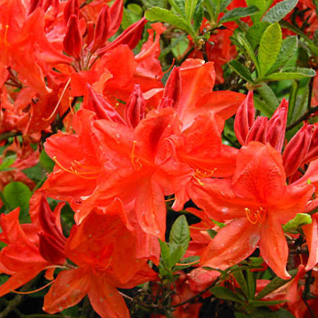 Azalea knaphill ‘Koster’s Brilliant Red’ - azalea
