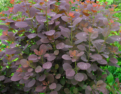 Cotinus coggygria ‘Royal Purple’ stam - pruikenboom