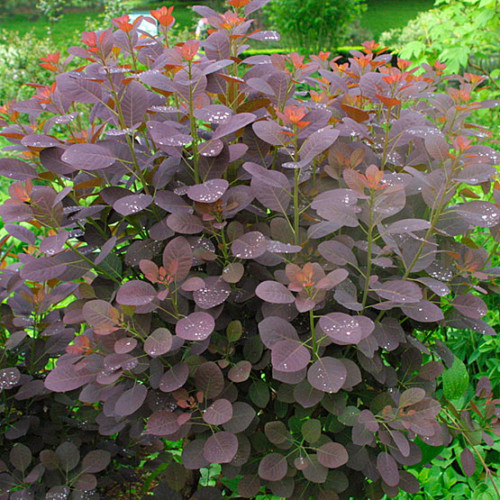 Cotinus coggygria ‘Royal Purple’ - pruikenboom