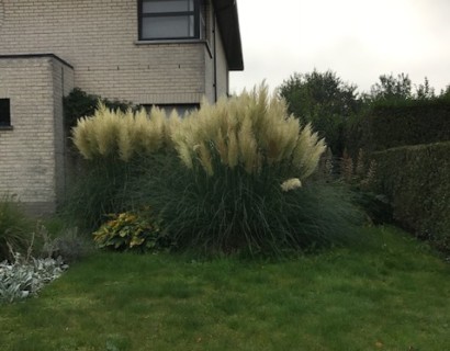 Cortaderia selloana pot 3 liter - Pampasgras