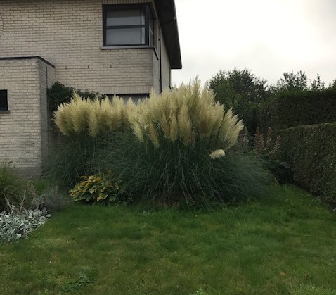 Cortaderia selloana pot 3 liter