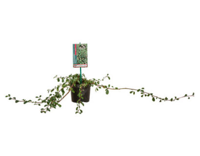 Cotoneaster dammeri ‘Major’ pot 1 liter - dwergmispel