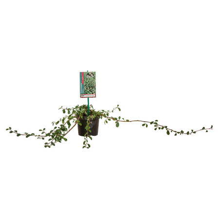 Cotoneaster dammeri ‘Major’ pot 1 liter