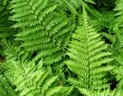 Dryopteris affinis ‘Crispa’ - Geschubde mannetjesvaren