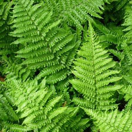 Dryopteris affinis ‘Crispa’ - Geschubde mannetjesvaren