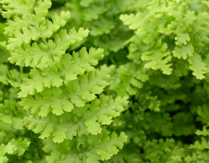 Dryopteris filix-mas ‘Barnesii - mannetjesvaren