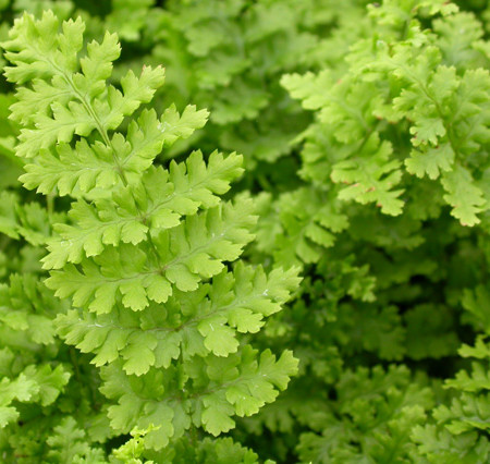 Dryopteris filix-mas ‘Barnesii - mannetjesvaren