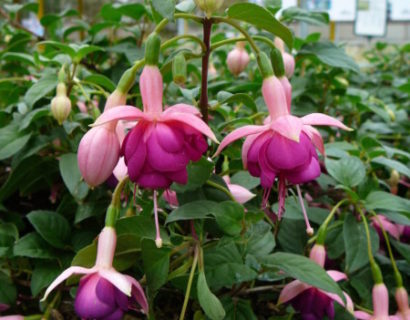 Fuchsia ‘Constance’ (grote pot) - Bellenplant