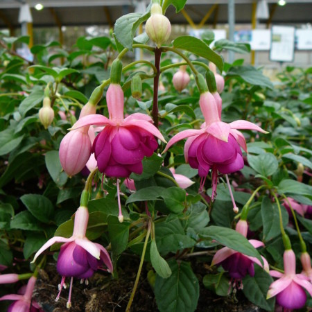 Fuchsia ‘Constance’ (grote pot) - Bellenplant