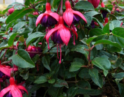 Fuchsia ‘Dollar Princess’  (grote pot) - Bellenplant