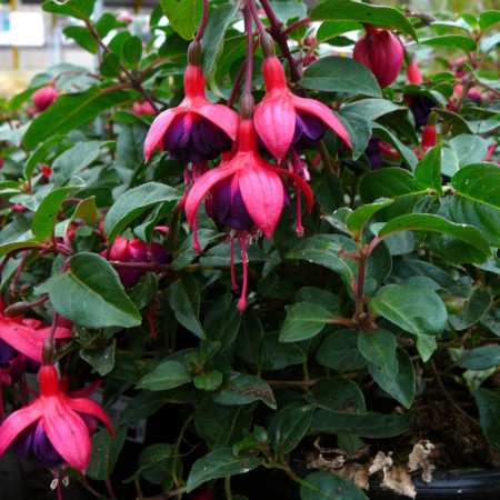 Fuchsia ‘Dollar Princess’  (grote pot) - Bellenplant