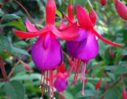 Fuchsia ‘Mrs Popple’  (grote pot) - Bellenplant