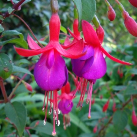 Fuchsia ‘Mrs Popple’  (grote pot) - Bellenplant