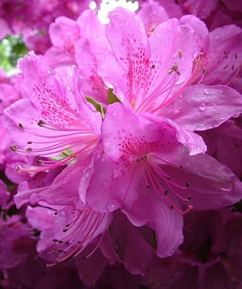 Rhododendron ‘Roseum Elegans’ - rhododendron