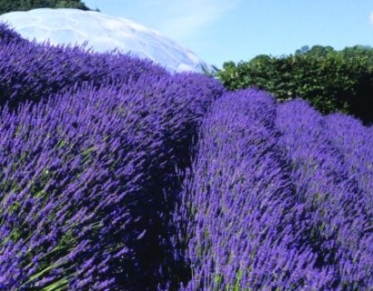 Lavandula x intermedia ‘Grosso’ - Lavendel